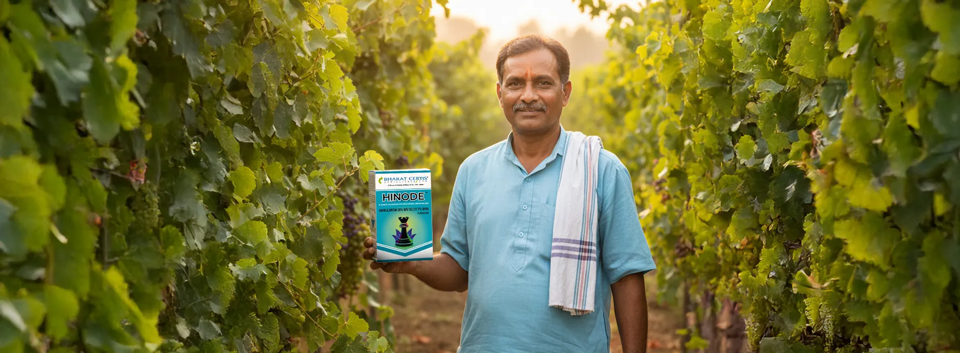 Profitable Grape Farming in India Using Fungicide to Prevent Downy Mildew